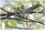 Song Sparrow