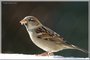 House Sparrow