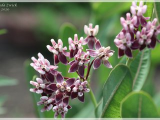 Sullivant's Milkweed