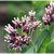 Sullivant's Milkweed