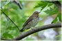 Swainson's Thrush