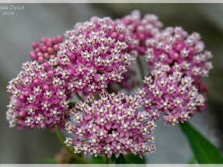 Swamp Milkweed