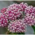 Swamp Milkweed