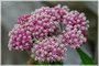 Swamp Milkweed