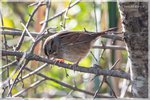 Swamp Sparrow