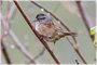 Swamp Sparrow