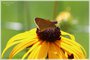 Tawny-edged Skipper