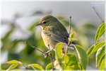 Tennessee Warbler