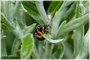 Trachusa Leafcutter Bee