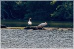 Trumpeter Swans