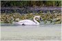 Trumpeter Swan