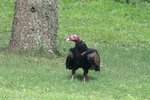 Turkey Vulture