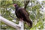 Turkey Vulture