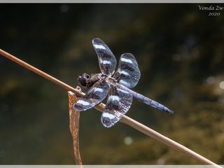 Twelve-spotted Skimmer