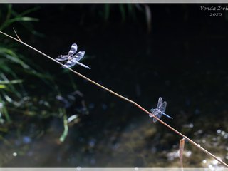 Twelve-spotted Skimmer and Blue Dasher