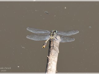 Unicorn Clubtail