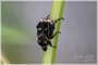 Scarab Beetle