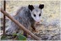 Very Young Virginia Opossum