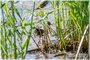 Virginia Rail