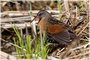 Virginia Rail