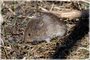 Meadow Vole