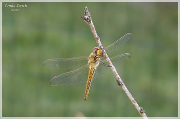 Wandering Glider