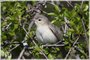 Warbling Vireo