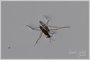 Water Strider