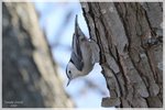 White-breasted Nuthatch