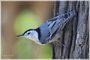 White-breasted Nuthatch