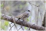 White-crowned Sparrow