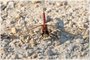 White-faced Meadowhawk