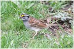 White-throated Sparrow