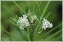 Whorled Milkweed