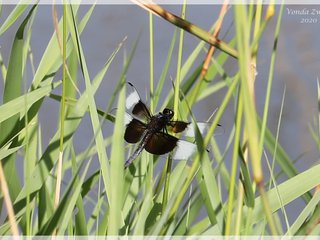 Widow Skimmer