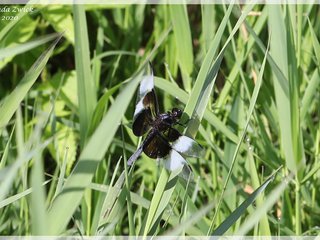 Widow Skimmer