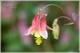 Wild Columbine