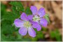 Wild Geranium