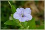 Wild Petunia