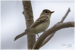 Willow Flycatcher