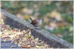 Winter Wren