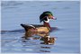 Wood Duck