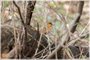 WoodThrush2022_04_25_022597.jpg