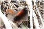 Woolly Bear Caterpillar