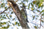 Yellow-bellied Sapsucker