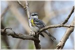 Yellow-rumped Warbler