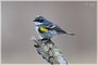 Yellow-rumped Warbler