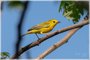 Yellow Warbler