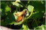 Zabulon Skipper